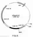 Fig. 06 - CLONING GENES FROM STREPTOMYCES CYANEOGRISEUS SUBSP. NONCYANOGENUS  FOR BIOSYNTHESIS OF ANTIBIOTICS AND METHODS OF USE