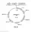Fig. 09 - METHODS AND COMPOSITIONS FOR DETECTING PROMOTER ACTIVITY AND EXPRESSING FUSION PROTEINS