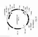 Fig. 35 - METHODS AND COMPOSITIONS FOR DETECTING PROMOTER ACTIVITY AND EXPRESSING FUSION PROTEINS
