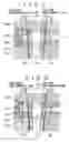 Fig. 06 - High pressure fuel supply pump for internal combustion engine