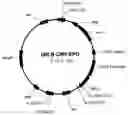 Fig. 01 - Compositions and methods for delivering nucleotide sequences to vertebrates