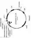 Fig. 07 - Compositions and methods for delivering nucleotide sequences to vertebrates