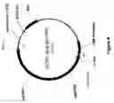Fig. 09 - Compositions and methods for delivering nucleotide sequences to vertebrates