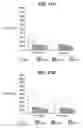 Fig. 20 - Capsular polysaccharide solubilisation and combination vaccines