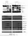 Fig. 07 - Mesoderm And Definitive Endoderm Cell Populations