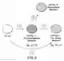 Fig. 11 - Mesoderm And Definitive Endoderm Cell Populations