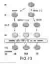 Fig. 15 - Mesoderm And Definitive Endoderm Cell Populations