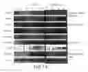 Fig. 16 - Mesoderm And Definitive Endoderm Cell Populations