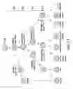 Fig. 19 - Mesoderm And Definitive Endoderm Cell Populations