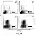 Fig. 20 - Mesoderm And Definitive Endoderm Cell Populations