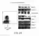 Fig. 22 - Mesoderm And Definitive Endoderm Cell Populations