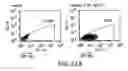 Fig. 24 - Mesoderm And Definitive Endoderm Cell Populations