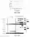 Fig. 25 - Mesoderm And Definitive Endoderm Cell Populations
