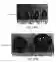 Fig. 29 - Mesoderm And Definitive Endoderm Cell Populations