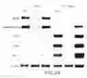 Fig. 34 - Mesoderm And Definitive Endoderm Cell Populations