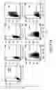 Fig. 36 - Mesoderm And Definitive Endoderm Cell Populations
