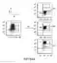 Fig. 38 - Mesoderm And Definitive Endoderm Cell Populations