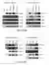 Fig. 39 - Mesoderm And Definitive Endoderm Cell Populations