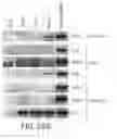 Fig. 44 - Mesoderm And Definitive Endoderm Cell Populations
