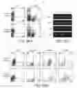 Fig. 45 - Mesoderm And Definitive Endoderm Cell Populations