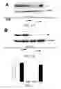 Fig. 02 - COMPOSITIONS AND METHODS FOR DETECTION AND TREATMENT OF HUMAN HERPESVIRUS (HHV)-6