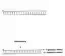 Fig. 01 - Small internally segmented interfering RNA
