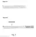Fig. 02 - Small internally segmented interfering RNA
