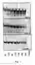 Fig. 08 - Small internally segmented interfering RNA