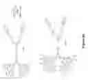Fig. 09 - Method for making amphiphilic dendrimers