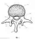 Fig. 02 - Pedicle screw