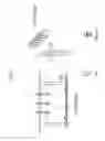 Fig. 07 - Sheet or Tubular Structure Consisting of Elastic Biocompatible Material and its Use