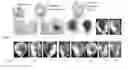 Fig. 01 - PROMOTER MOLECULES FOR USE IN PLANTS