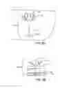 Fig. 08 - Detachable apparel collar