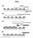 Fig. 03 - Composition, film manufacturing method, as well as functional device and manufacturing method therefor
