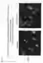 Fig. 05 - Method for determination and quantification of radiation or genotoxin exposure