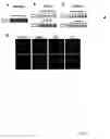 Fig. 15 - Method for determination and quantification of radiation or genotoxin exposure