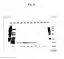Fig. 07 - Protein, a gene encoding therefor and a method of using the same