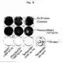 Fig. 09 - Protein, a gene encoding therefor and a method of using the same