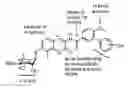Fig. 01 - Novobiocin analogues