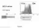 Fig. 08 - Cre-lox based gene knockdown constructs and methods of use thereof