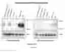 Fig. 14 - Cre-lox based gene knockdown constructs and methods of use thereof