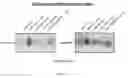 Fig. 16 - Cre-lox based gene knockdown constructs and methods of use thereof