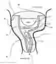 Fig. 01 - Fabrication of a soft-silicone cover for a hearing instrument shell