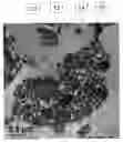 Fig. 01 - Thermoplastic composition and use for large parison blow molding applications