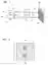 Fig. 02 - Spectroscope having spectroscopic paths with individual collimators