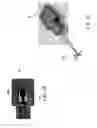 Fig. 04 - DISPERSION AND NONLINEAR COMPENSATOR FOR OPTICAL DELIVERY FIBER