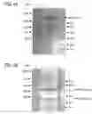 Fig. 05 - Glycoengineered, recombinant antibody