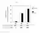 Fig. 09 - Method for recombinant production of a desired polypeptide using a mammalian cell co-expressing a taurine transporter polypeptide