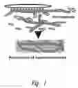 Fig. 02 - Method of in situ bioproduction and composition of bacterial cellulose nanocomposites