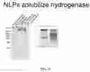 Fig. 33 - Nanolipoprotein particles and related methods and systems for protein capture, solubilization, and/or purification